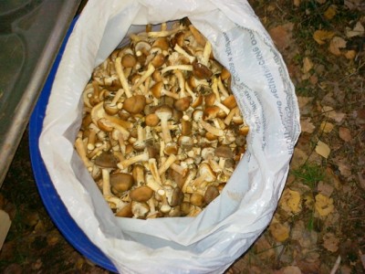 27092010035.jpg