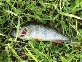 perch.jpg
