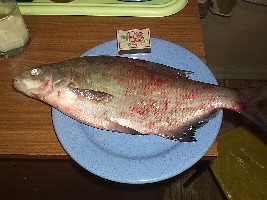 P6010004.JPG