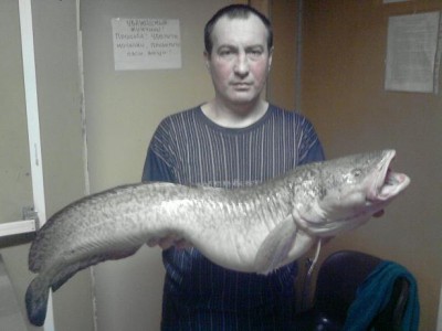 налим более 6 кг