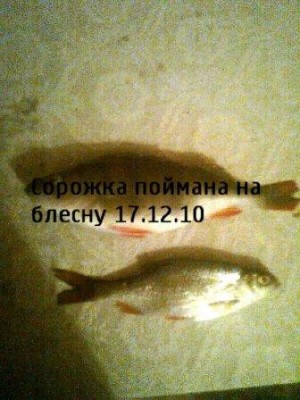 орожку поймал на блесну и не подбагрил а нормально так с ударом
