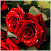 6.gif