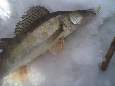 1,8 кг