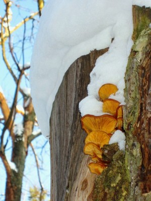 IMG_5969.JPG