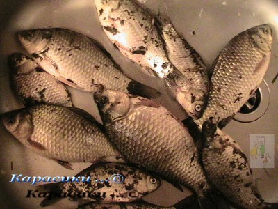 Карасики.jpg