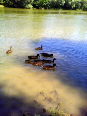 IMG0166A-1.jpg