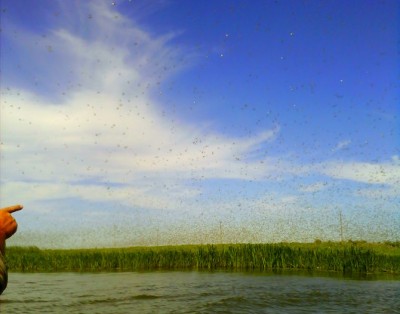 IMG0212A-1.jpg