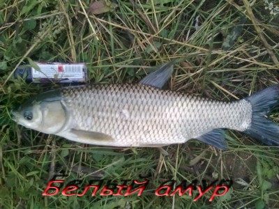 Белый амур.jpg