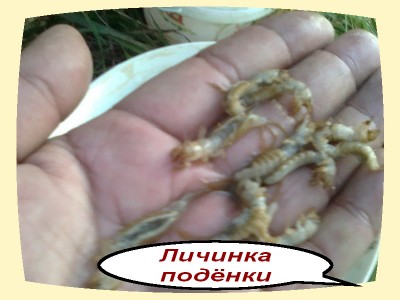 Так выглядит личинка