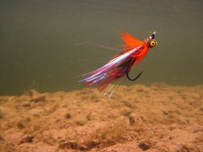 IMG_2132.jpg