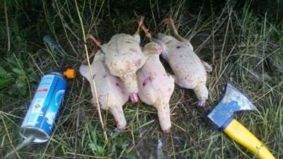 2011-09-11_18-20-44_85.jpg
