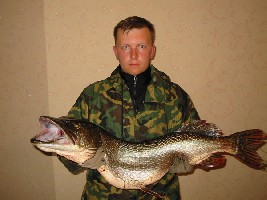 Вот такая щука на 8 кг 200 гр.
