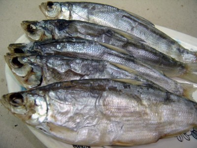 board19_5236.jpg