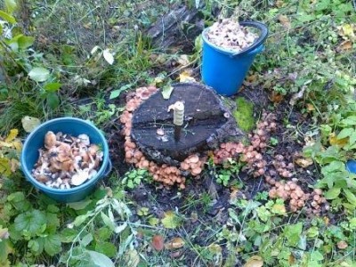 Небольшой отряд...