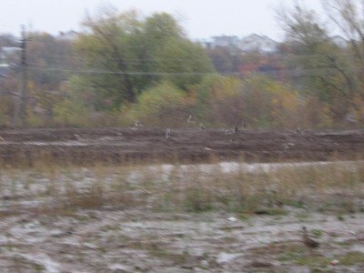 Resize of сентябрь-октябрь 2011 045.jpg