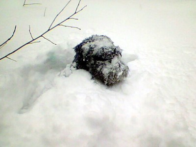IMG0085A.jpg