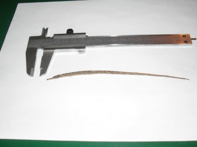 SDC10511.jpg