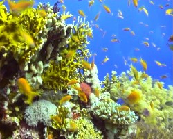 Красоты Красного моря4.JPG