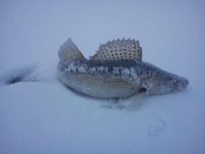 1кг