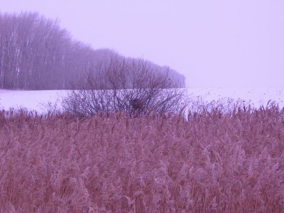 Resize of 4_5сорочье гнездо.jpg