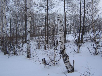 и пеньки выше роста человека