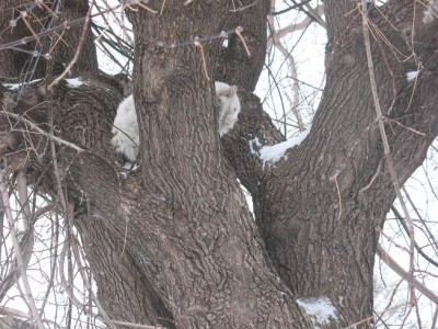 кот ,которому я дал кличку Пушок,