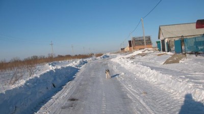 Прошел в обратную сторону и дорожка вывела на проторенную дорогу,проложенную вдоль новостроек.Ушкан ночью пробежал мимо облаявшего меня барбосика,который его позорно проспал.