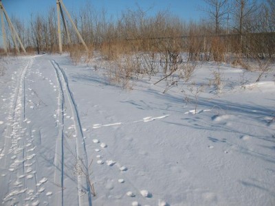 Попетляв по кустарнику,заяц вышел на лыжню.