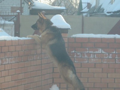 Впередсмотрящий
