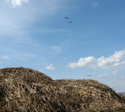 IMG_4323.JPG
